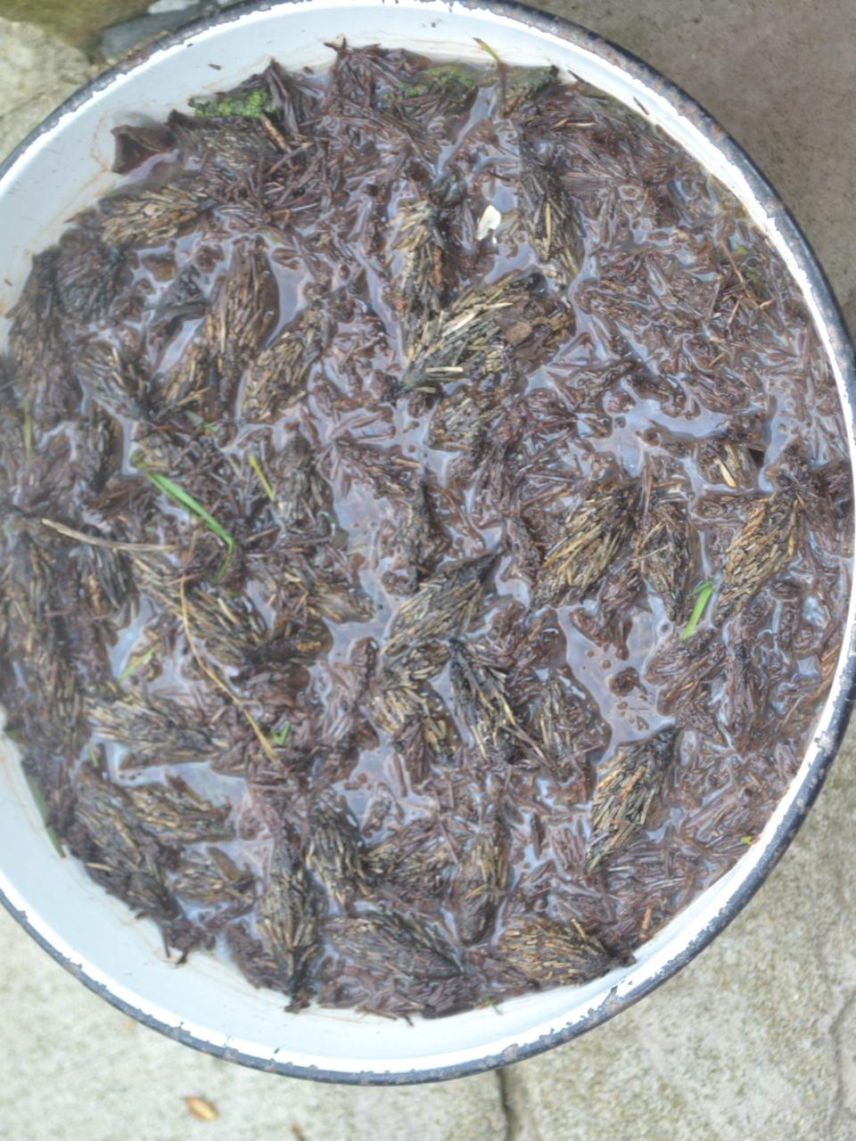 Handpicking the bags off the plants and submerging them in a bucket of soapy water to suffocate the larvae is one way to control bagworm.