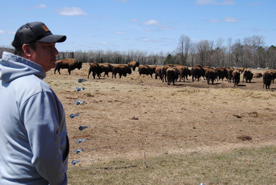 Assistant farm manager Joe Shepard looks over the Potawatomi Farm's bison herd.