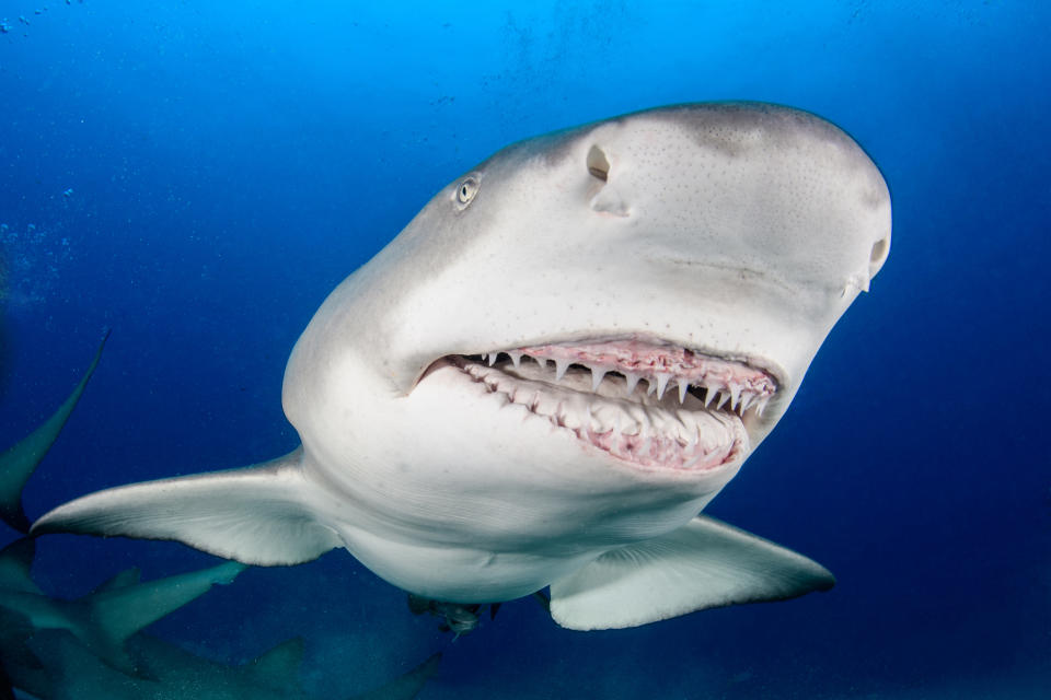 A close-up underwater image of a large shark with visible sharp teeth swimming in the ocean