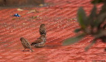 What can be better than a good bath after a nice meal! The freshly laid tiles had been watered to allow them to set. The sparrows chose to make the best use of it.