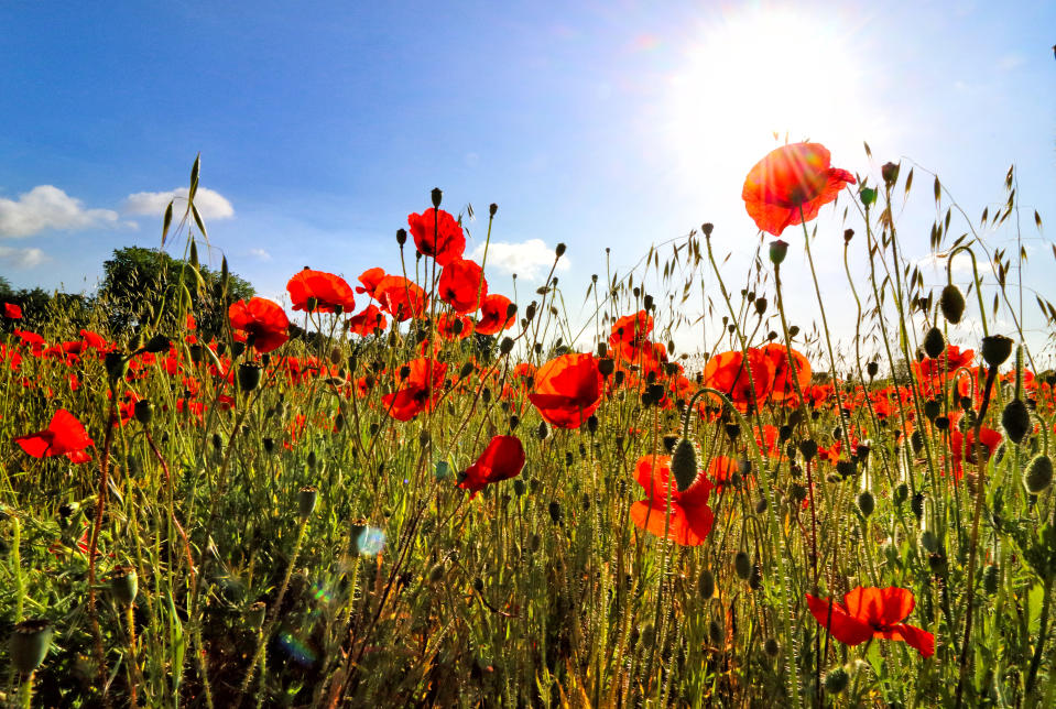 View of a field of poppies in the summer sunshine. (Photo by Keith Mayhew / SOPA Images/Sipa USA)