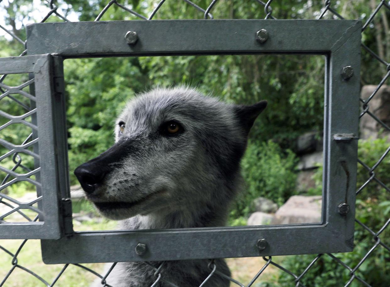 Zephyr the Ambassador Wolf smiles for the camera at Wolf Conservation Center in South Salem.