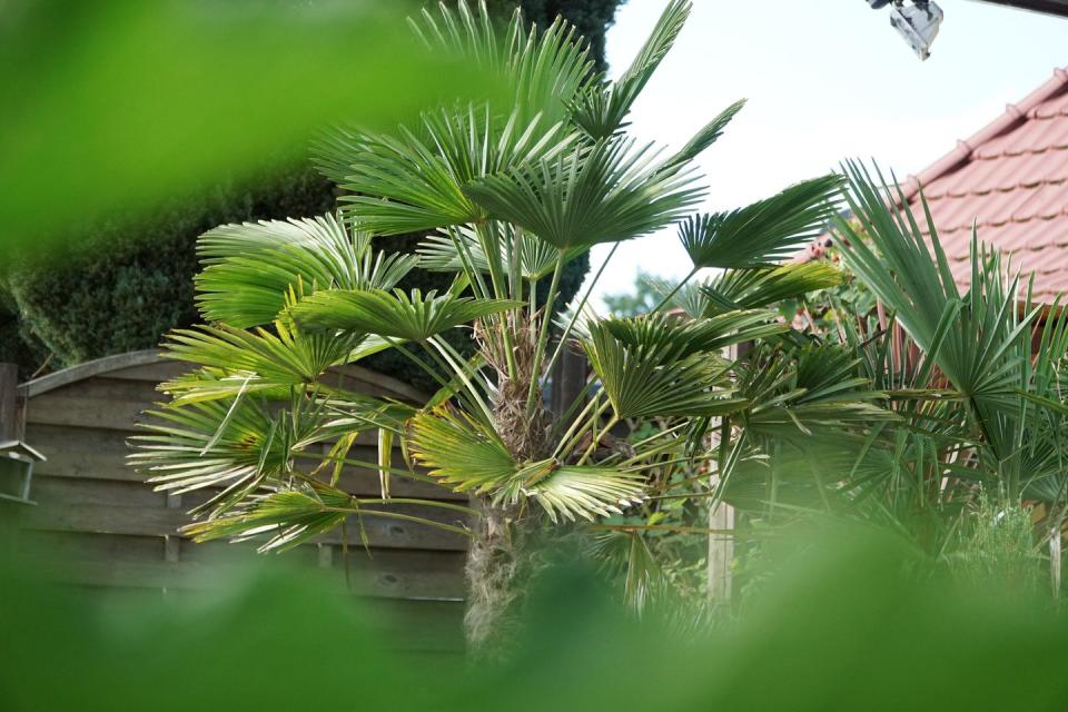 mediterranean fan palm chamaerops humilis palms