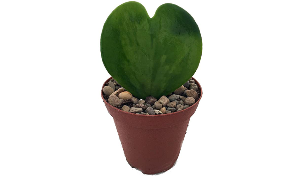 Heart-shaped plant.