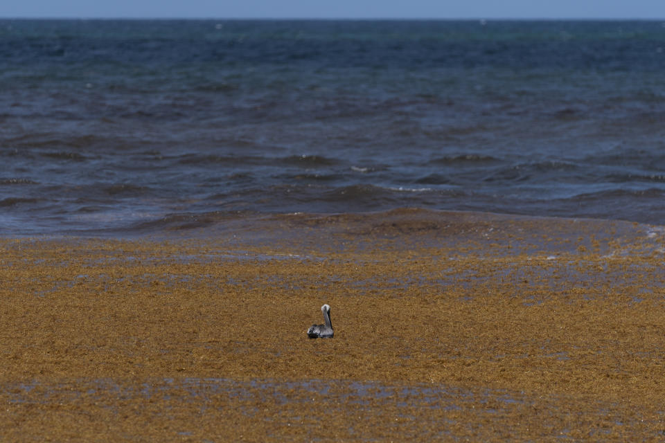 A bird floats amid sargassum seaweed in Tulum, Quintana Roo state, Mexico, Friday, Aug. 5, 2022. (AP Photo/Eduardo Verdugo)