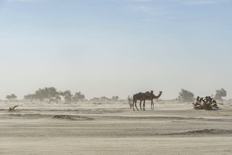 Camel walks through dusty desert