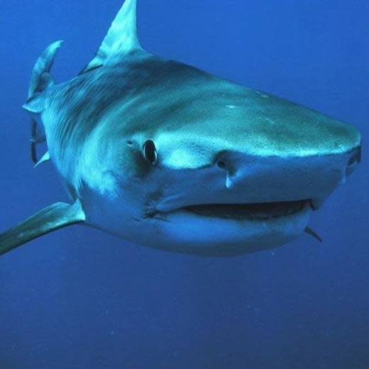 The kayaker was attacked by a Tiger shark