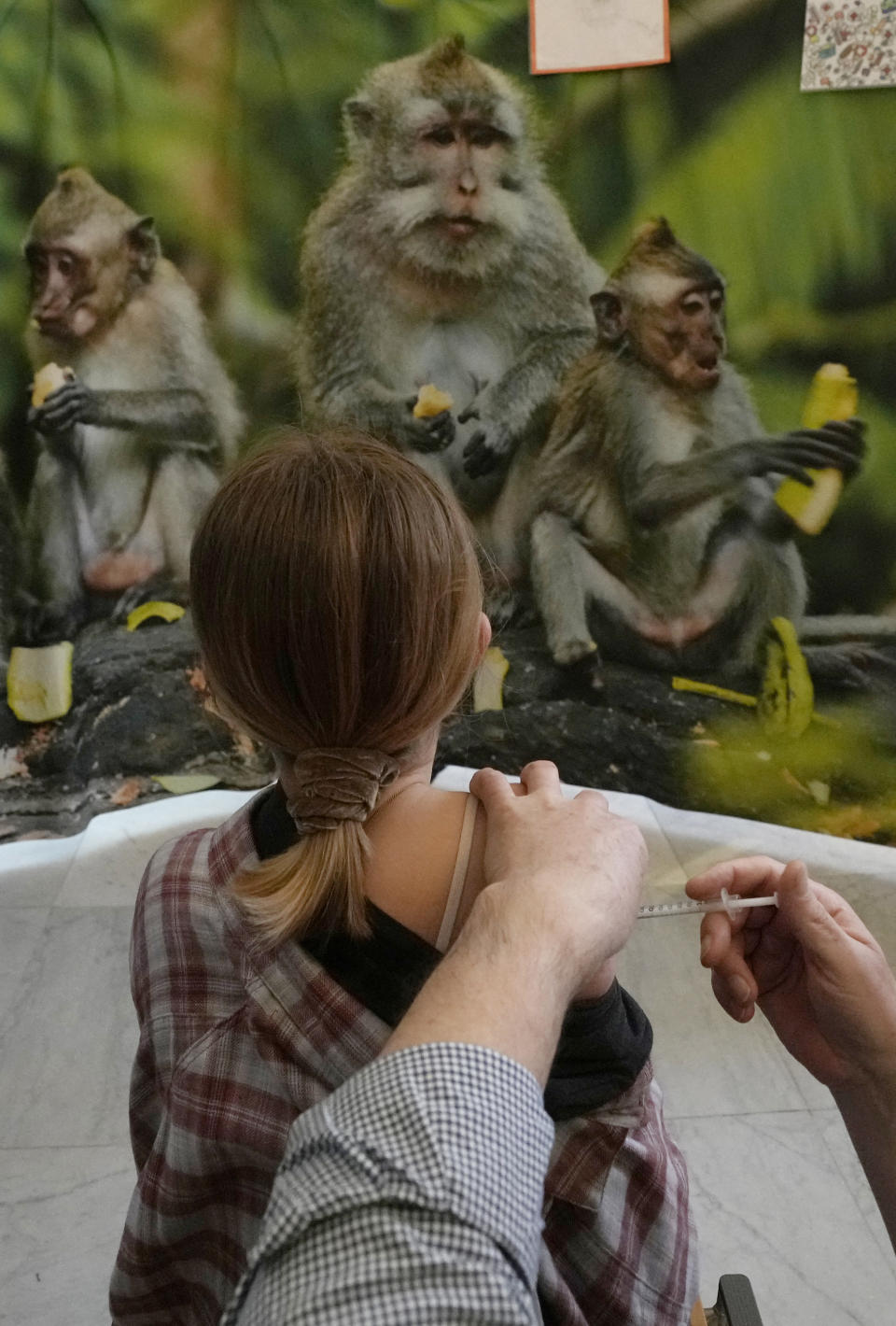 A young girl is administered a COVID-19 vaccine while she looks at photos of monkeys at the Antwerp Zoo in Antwerp, Belgium, Wednesday, Jan. 12, 2022. In an effort to make children more at ease in getting their vaccine, specially designed safari tents with photos of zoo animals have been installed to provide a more private setting with a vaccinator. Once they have received the vaccine, children and parents can stroll through the greenhouse and visit the monkey enclosure. (AP Photo/Virginia Mayo)