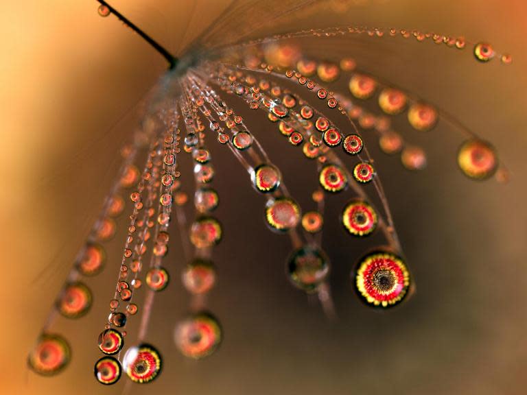 A photographer has captured a set of pictures of water droplets using an optical trick.Flowers are seen trapped inside droplets of water, creating vibrant images.Canadian Don Komarechka shot the photos in a home studio set-up composed of a bowl of water, a flower, a stem or a blade of grass and - in some cases - an insect.The sight is caused by positioning a flower in the background so that it is refracted through the droplets when viewed from the right position.Mr Komarechka applied the drops of water to the stems using a hypodermic needle and then captured the pictures through a macro lens.Each image took hours to create. The stems were liable to bend while the tiny drops of water would quickly evaporate and introducing insects only served to make the process more tricky.Mr Komarechka has spent years working with macro-photography as well as time spent at the BBC, National Geographic and the Discovery Channel.