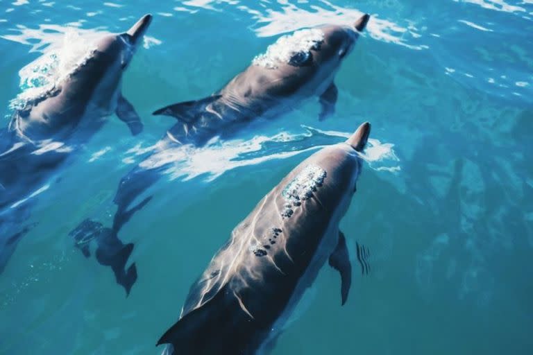 Un grupo de delfines mulares. (Archivo)