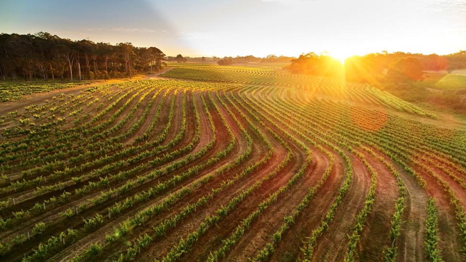 leewin estate vineyards in margaret river, western australia