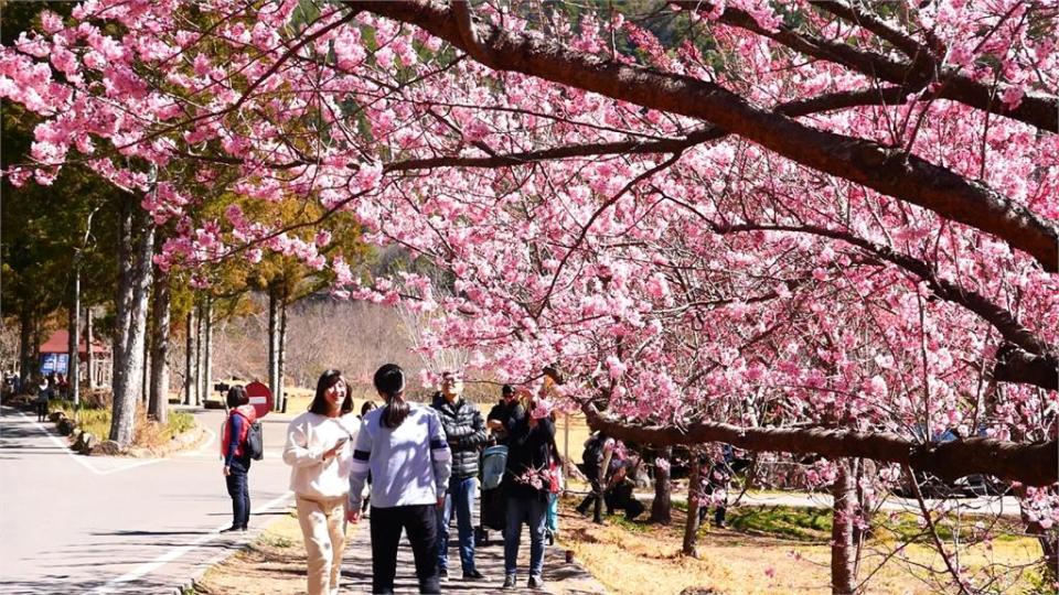 武陵櫻花季每日人數限6千人入園賞櫻落實防疫措施