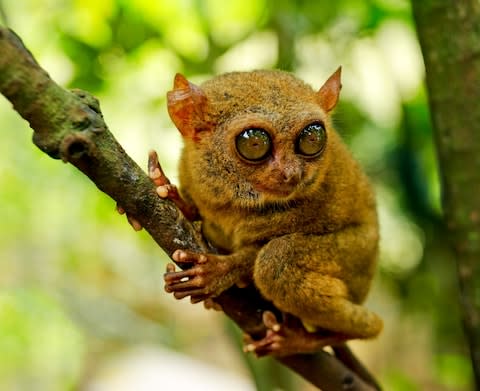 A tarsier in the Philippines - Credit: AP