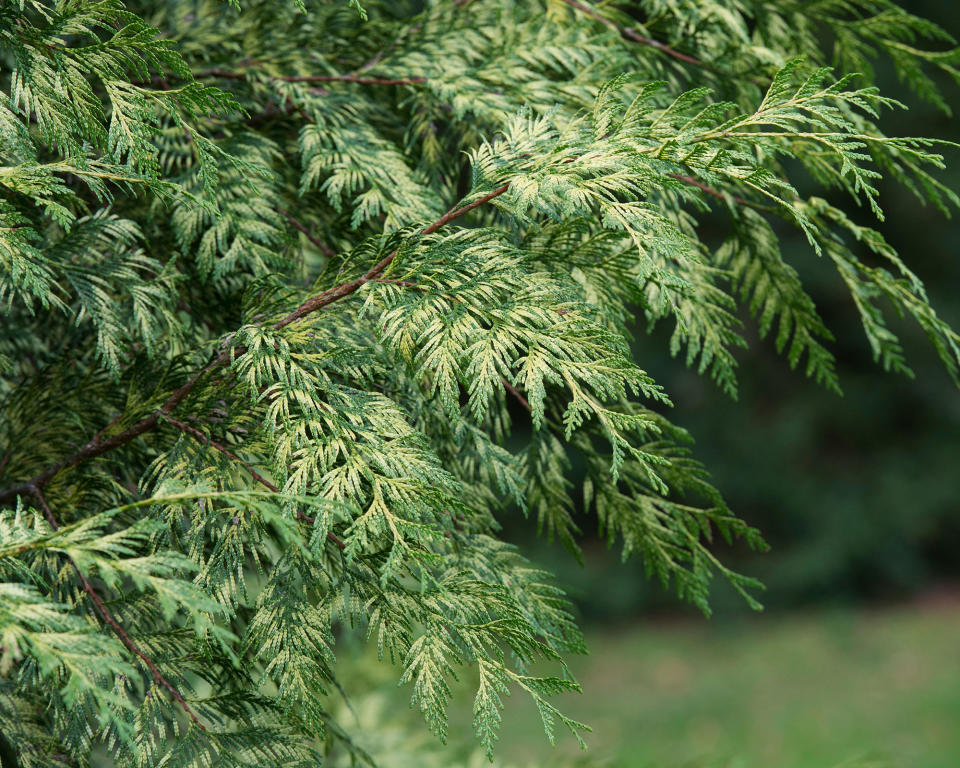 10. Western Red Cedar