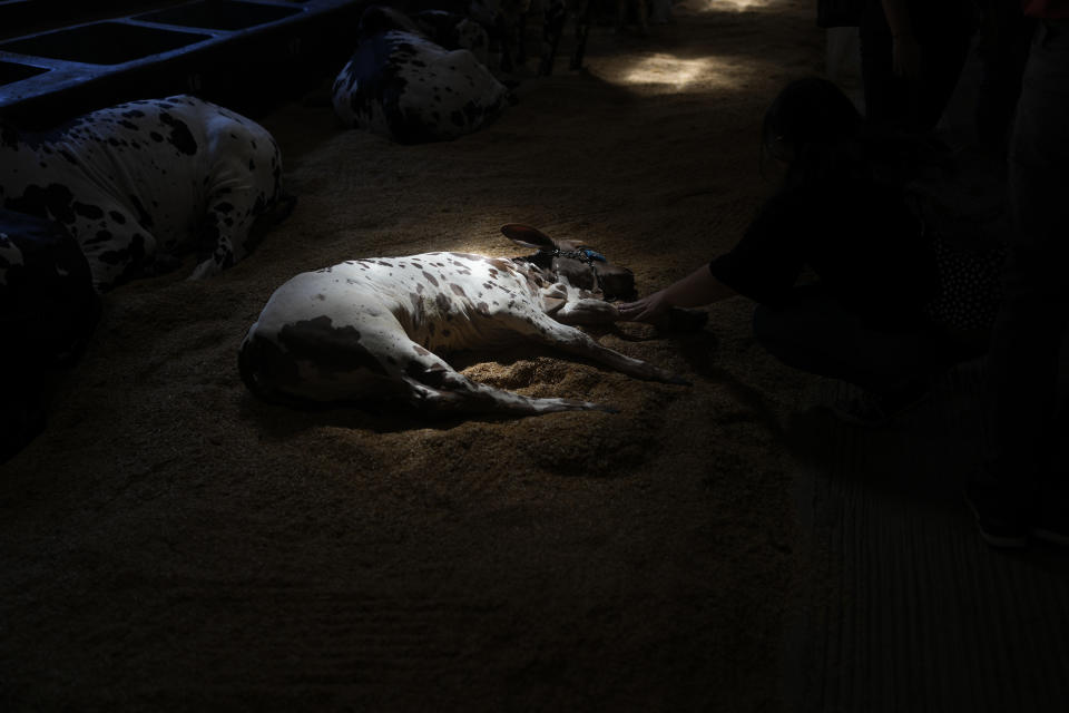 A speckled Zebu cow sleeps inside a stable at the ExpoZebu fair, in Uberaba, Minas gerais state, Saturday, April 27, 2024. In Brazil, 80% of the cows are Zebus, a subspecies originating in India with a distinctive hump and dewlap, or folds of draping neck skin. (AP Photo/Silvia Izquierdo)