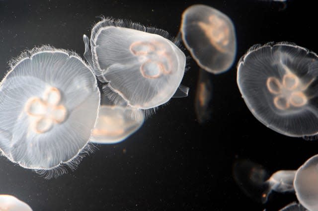 Jellyfish overload could be result of wind farms