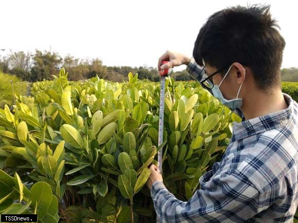 揀取高度相近且無明顯病徵的瓊崖海棠苗木，作為生物肥料試驗的處理材料。（林業試驗所提供）