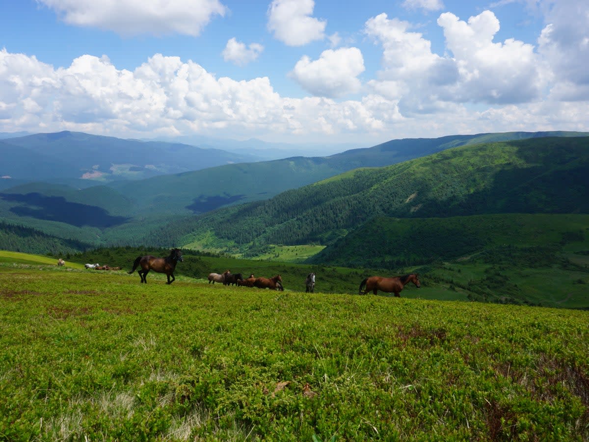 Wild horses in the mountains (Free Svydovets)