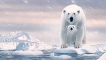 <p>Con motivo del Día de la Tierra (22 de abril), Disney + presenta <strong>una producción que pone en valor la importancia de la preservación de la vida animal durante el contexto del cambio climático</strong>. Esta es la historia de la valiente madre de un osezno en el Ártico, el lugar más frío del planeta, que deberá atravesar para sobrevivir los peligros y el hambre. La actriz Catherine Keener se encarga de poner voz. </p><p>Disponible en Disney +</p>
