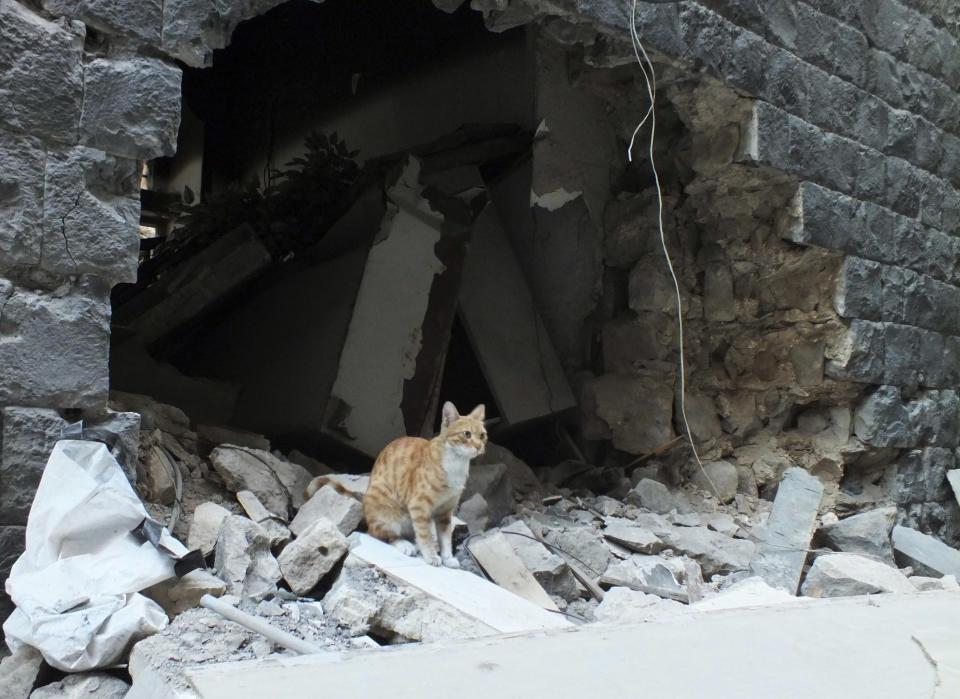 A cat sits on the debris of a damaged house in the neighbourhood of old Homs September 9, 2012. Picture taken September 9, 2012. REUTERS/ Yazen Homsy (SYRIA - Tags: ANIMALS POLITICS CIVIL UNREST)