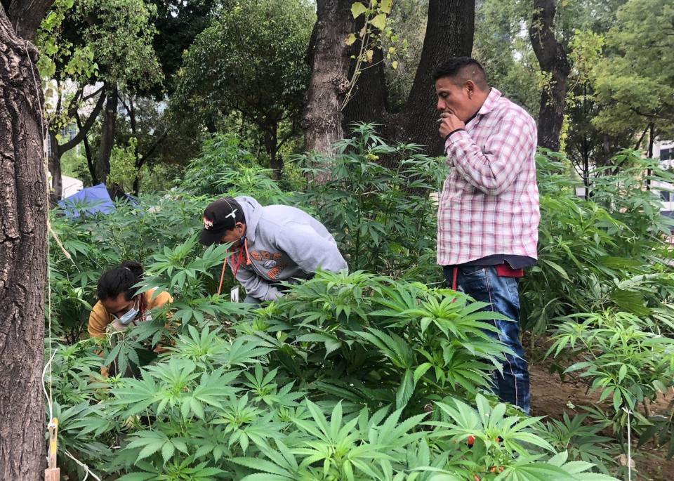 One person smokes while others work at the cannabis garden near Mexico's Senate.