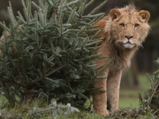 Lions at Blair Drummond Safari Park