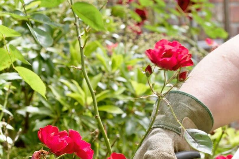 pruning roses