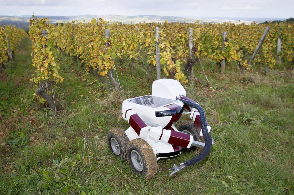 The Wall-Ye prototype, a robot designed to prune vines, is seen in the Pouilly Fuisse vineyard during a press presentation near Macon October 12, 2012. The 50 by 60 centimetre robot, with four wheels and two metal arms, has six web cameras and a GPS and can roll between grapevines, test the soil and check the grapes. With a little more training, Wall-Ye will be able to prune up to 600 vines per day, says his inventor, French engineer Christophe Millot, who has been working on the project for the past three years. Picture taken October 12, 2012. REUTERS/Robert Pratta (FRANCE - Tags: SCIENCE TECHNOLOGY)