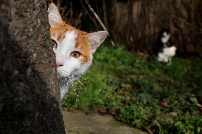 Revealed: Met police spent £130k on hunt for Croydon cat killer