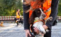 Sniffer dogs search for wildlife at track construction site of German railway DB in Frankfurt