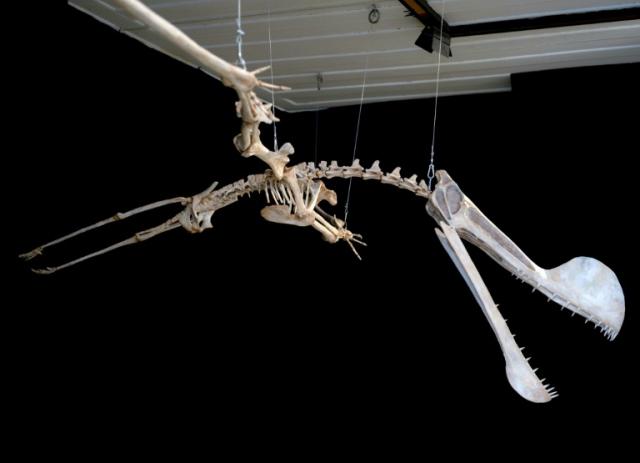 Why we think that some extinct giant flying reptiles cared for their young