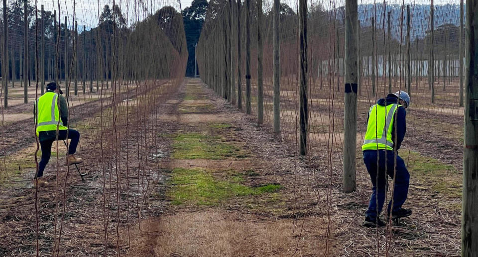 Two farmworkers at work in Victoria. Source: Dream Harvest