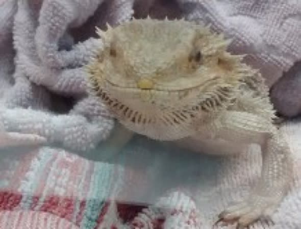 Bearded dragon found dumped on mountain in Wales