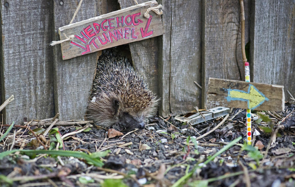 <p> Yes, we all love privacy in our gardens, but many of our smaller wild visitors need to be able to move freely on their search for food and shelter.&#xA0; </p> <p> Hedgehogs, toads, newts, frogs and many other small mammals will travel a mile or more to mate and discover new hunting grounds, so it is important to link our green spaces together. Cutting small gaps at the base of wooden fences, incorporating short drainpipes above ground level when building new walls, and growing climbers up and over boundaries and buildings will all help to create wild byways and let these creatures thrive. </p>