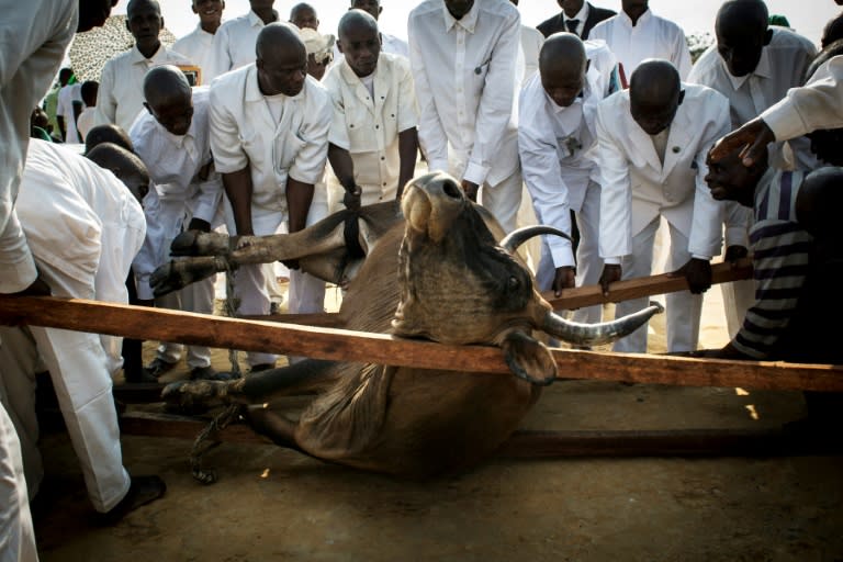 Kimbanguist faithfuls try to lift a cow chosen as an offering to their leader during "true Christmas" celebrations