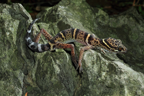 Researchers did not reveal the location of the cave gecko <i>Goniurosaurus liboensis</i> in order to protect it from exotic animal collectors.
