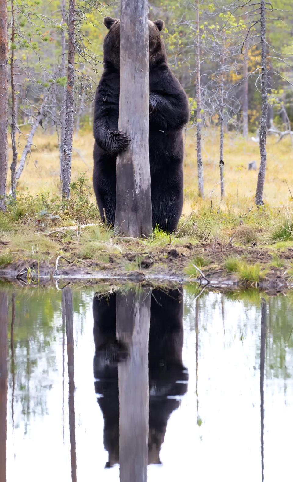 &ldquo;Doggo&rdquo; features a brown bear in Kuhmo, East Finland. (Photo: Esa Ringbom/Comedy Wildlife Photo Awards 2020)