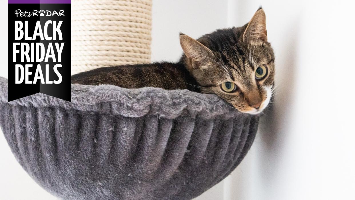  Tabby cat lying in hammock that's part of cat tree with Black Friday cat tree deals graphic . 