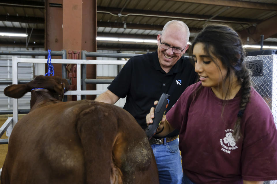 Bart Barber, president of the Southern Baptist Convention, laughs while his sixteen-year-old daughter Sarah shaves Iris, a Santa Gertrudis show heifer, at a livestock event in McKinney, Texas, on Saturday, Sept. 24, 2022. Bart Barber grew up in a Southern Baptist family in Lake City, Ark. Baptized just before his sixth birthday, he felt God calling him to ministry at age 11 and preached his first sermon at 15. (AP Photo/Audrey Jackson)