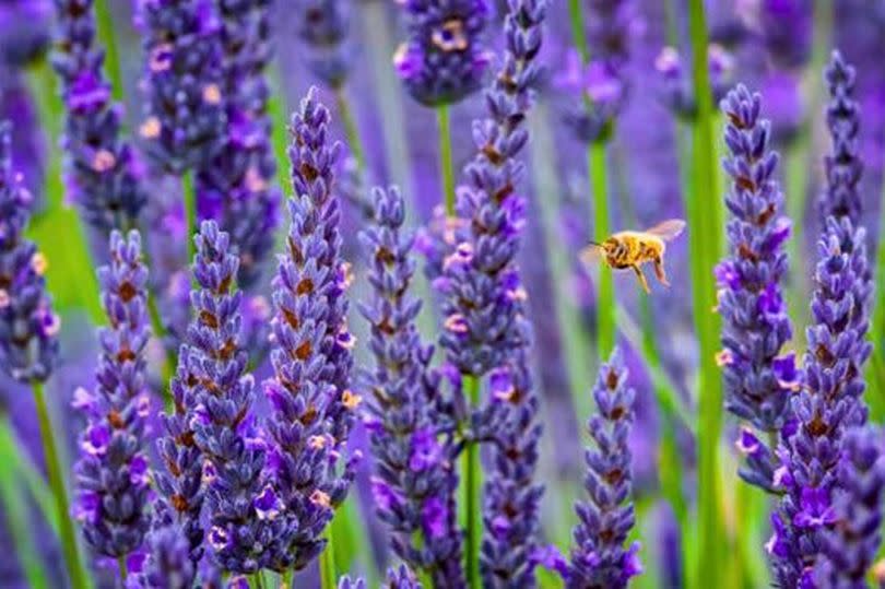 Picture of lavender