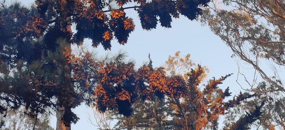 monarch butterflies clustered on two pine tree branches