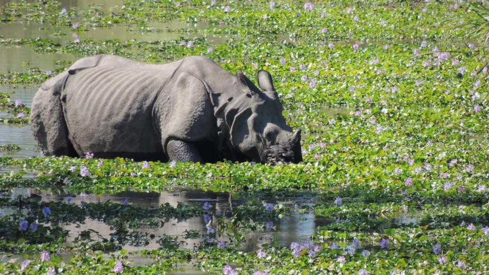 <p>In the heart of Assam, stretched across acres of forests and marsh lands, lies the Kaziranga National Park – home to one of the most endangered species – the one-horned Rhino – which pulls far-off tourists to this state. And if wildlife interests you, then this sanctuary has more to offer than you can imagine. Spotting an elephants, a herd of deer, and wild buffaloes prove the safari to an exciting time spent at very reasonable costs. </p>