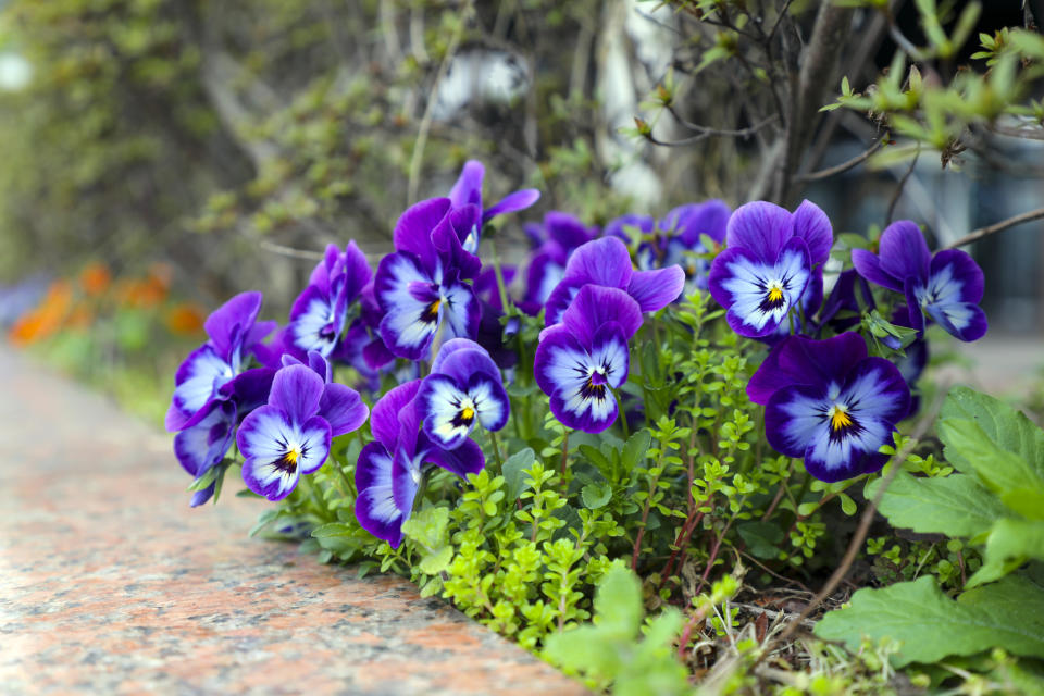 pansies