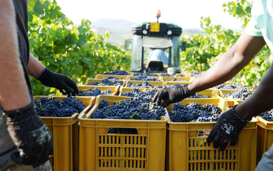 Grape harvesting is done semi-nocturnally in the heatwave