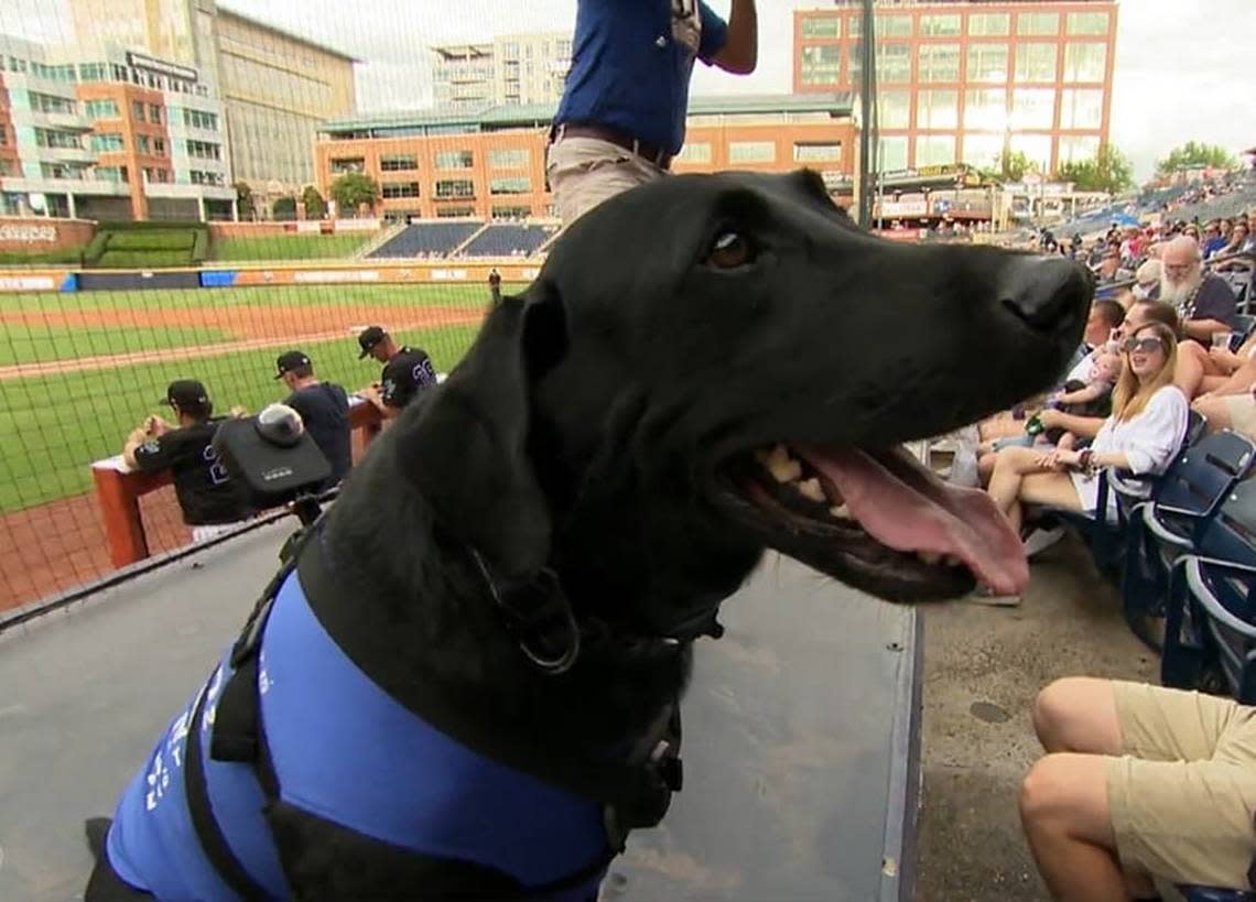 Ripken is the bat dog for the Durham Bulls baseball team in Durham, N.C. He was featured on “CBS Evening News” on Aug. 22, 2022.