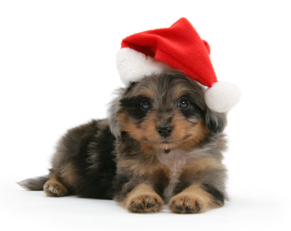 Cats and dogs in Santa hats for Christmas