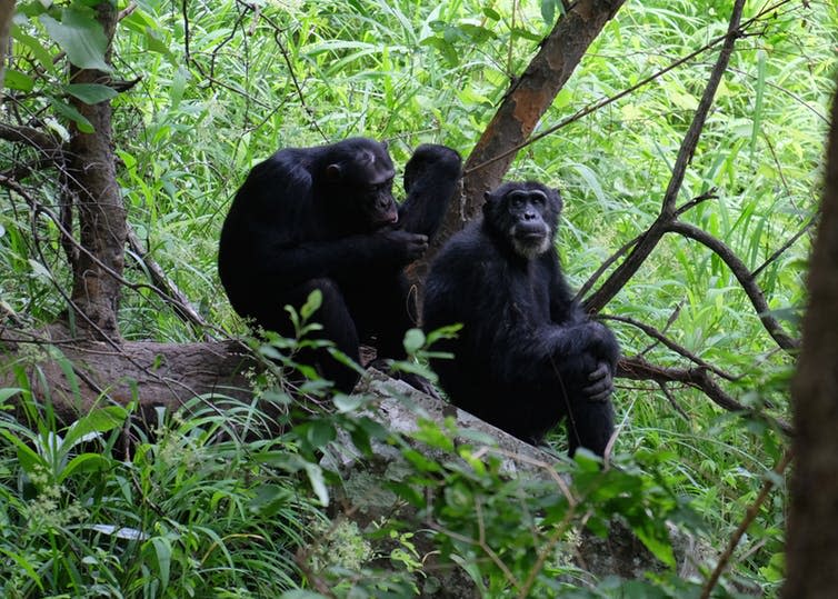 <span class="caption">Uh oh, lads, they’ve seen us.</span> <span class="attribution"><span class="source">Alex Piel</span>, <span class="license">Author provided</span></span>