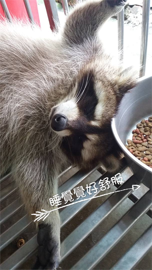 后豐鐵馬道動物明星「北美浣熊」肺癌安樂死　飼主不捨：熊兒子不痛了