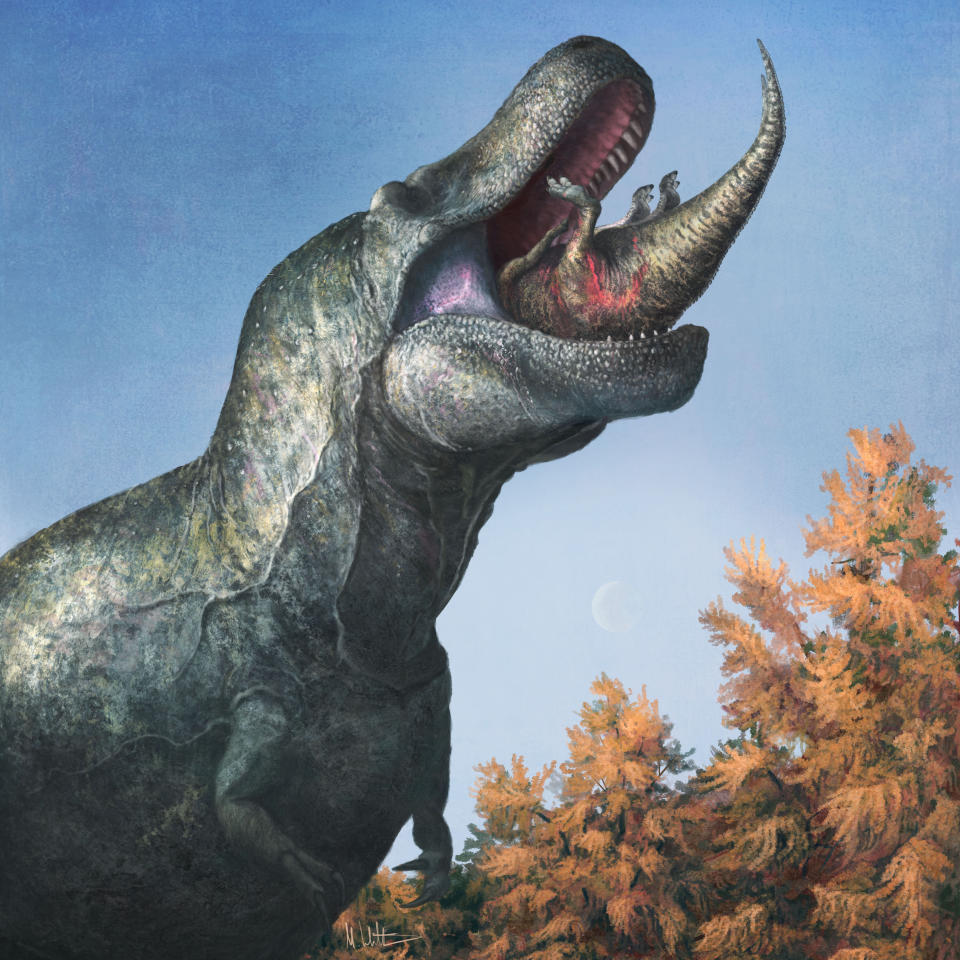 This illustration provided by Mark P. Witton in March 2023 depicts a juvenile Edmontosaurus being eaten by a Tyrannosaurus rex with a lipped mouth. The teeth on T. rex and other big theropods were likely covered by scaly lips, concludes a study published Thursday, March 30, 2023, in the journal Science. The dinosaur's teeth didn't stick out when its mouth was closed, and even in a wide open bite, you might just see the tips, the scientists found. (Mark P. Witton via AP)