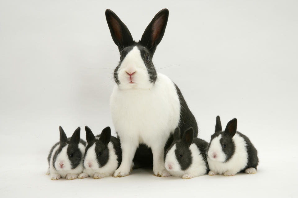 <p>Blue Dutch rabbit with four of his babies, 3 weeks old. (Warren Photographic/Mercury Press) </p>
